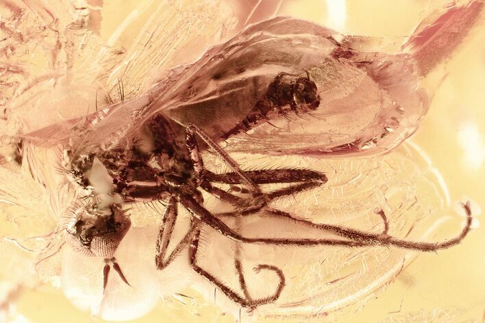 Detailed Fossil Dagger Fly (Empididae) In Baltic Amber #357881